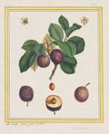Damascus Plum by B. Michel (French) - Classic Painting canvas print