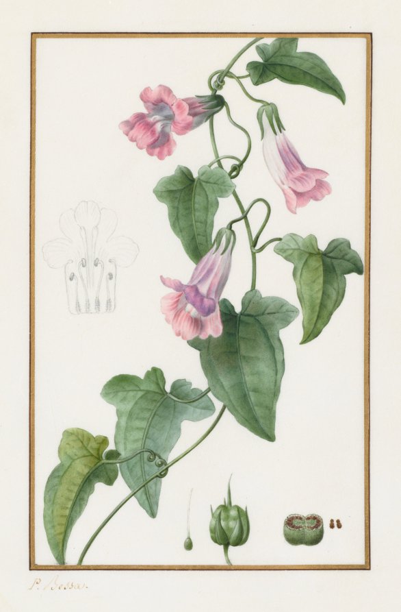 Botanical Maurndia semperflorens by Pancrace Bessa (French, 1772–1846) - Classic Painting canvas print