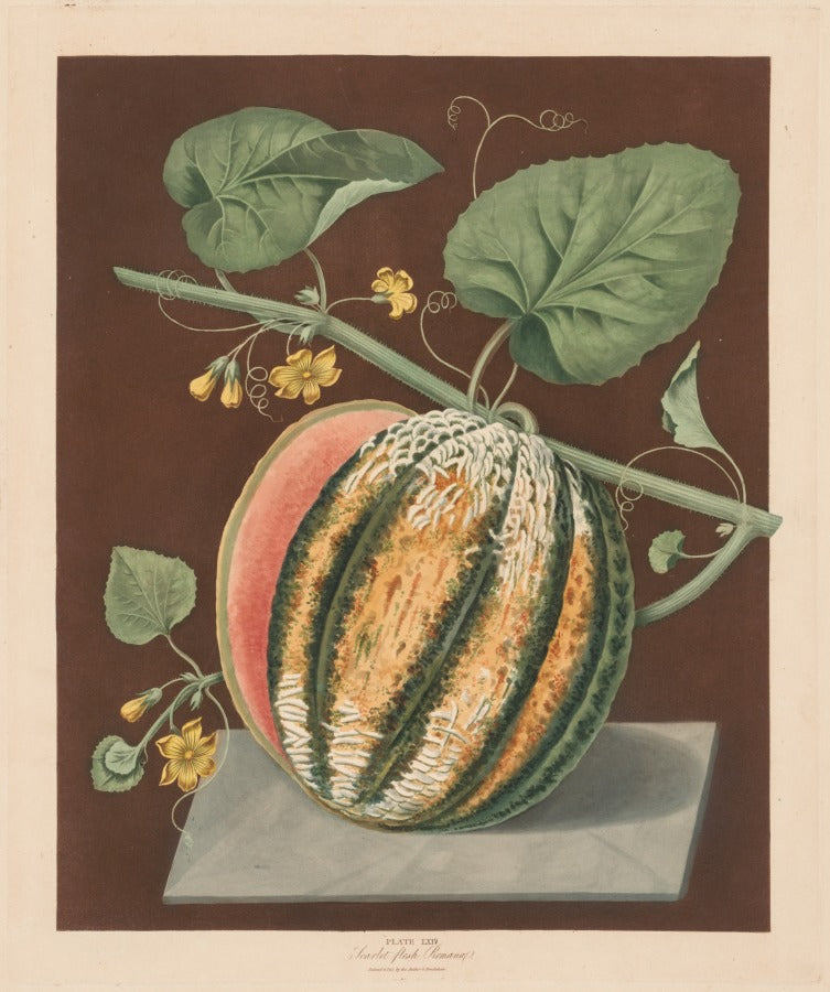 Pomona Britannica  No. 64 - Scarlet Flesh Romana Melon by George Brookshaw (British, 1751–1823) - Classic Art canvas print