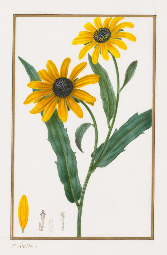Black-eyed Susan by Pancrace Bessa (French, 1772–1846) - Classic Painting canvas print