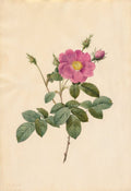 Cabbage Rose Rosa Centifolia Simplex by Pierre-Joseph Redouté (French, 1759–1840) - Classic Painting canvas print