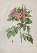 Pasture Rose Rosa Carolina Corymbosa by Pierre-Joseph Redouté (French, 1759–1840) - Classic Art canvas print