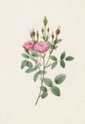 Rosa Pomponiana Muscosa by Henri Joseph Redouté (French, 1766–1853) - Classic Painting canvas print