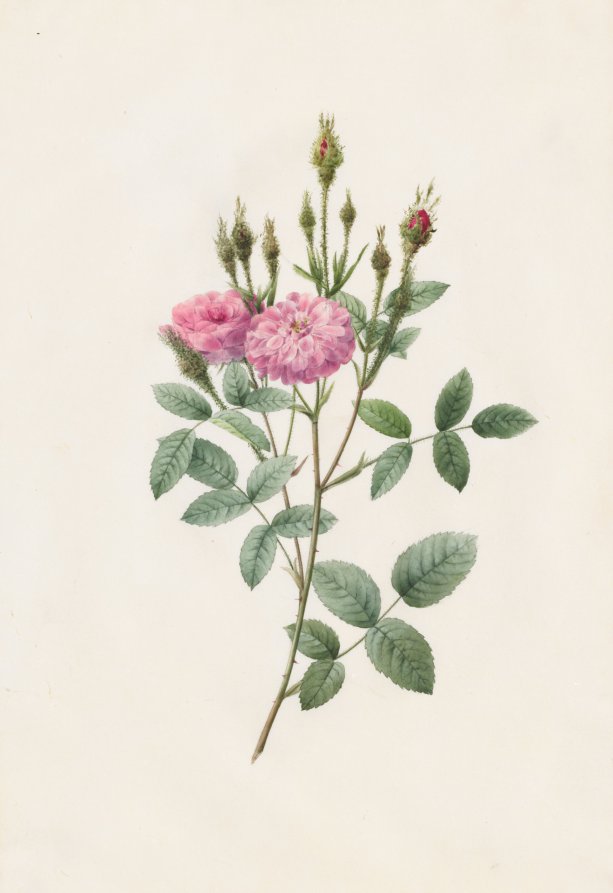 Rosa Pomponiana Muscosa by Henri Joseph Redouté (French, 1766–1853) - Classic Painting canvas print