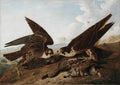 Peregrine Falcons Duck Hawks by John James Audubon (American, born Haiti, 1785–1851) - Classic Art canvas print