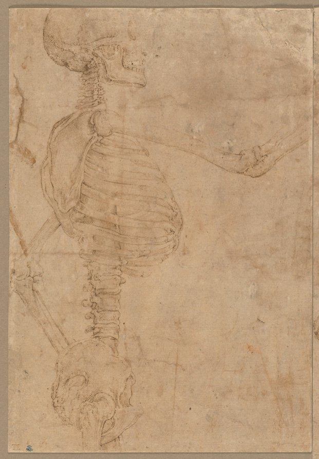 Half-Length Skeleton in Profile by Battista Franco (Italian, 1498?–1561) - Classic Painting canvas print