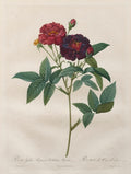The Roses  Rosa Gallica Purpurea Velutina Parva by Langlois (French) - Classic Painting canvas print