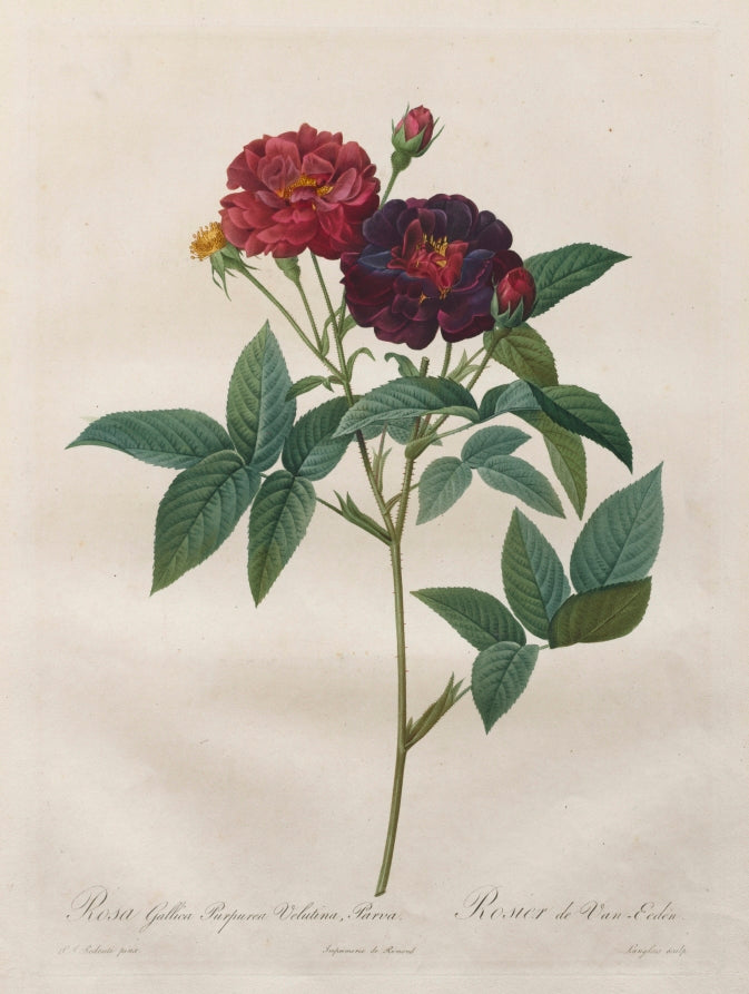 The Roses  Rosa Gallica Purpurea Velutina Parva by Langlois (French) - Classic Painting canvas print