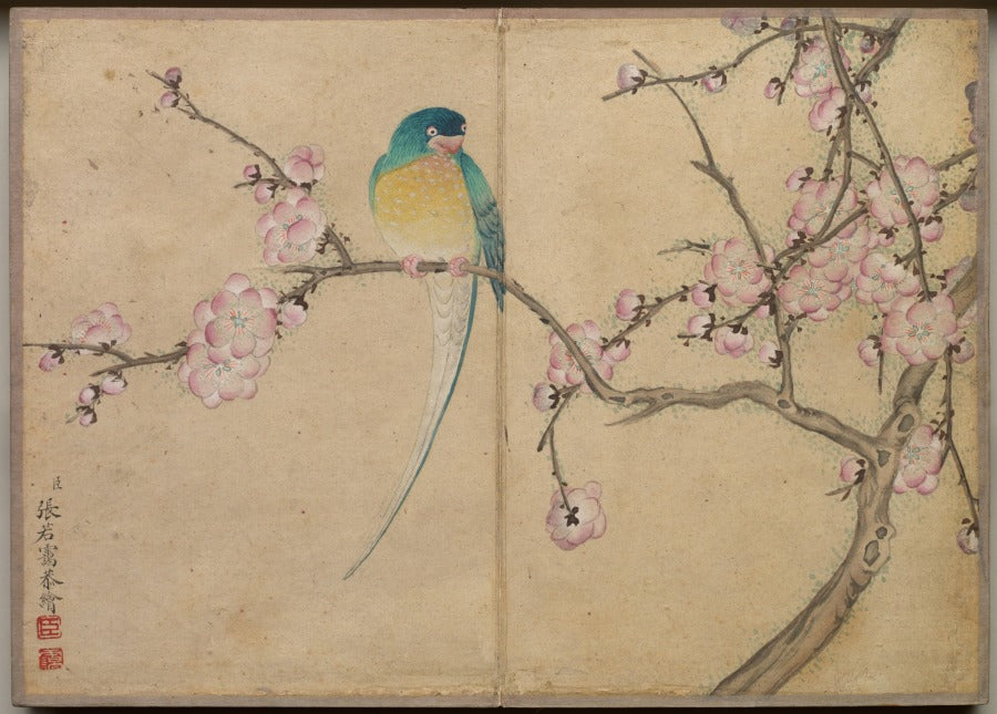 Desk Album Flower and Bird Paintings Bird with Plum Blossoms by Zhang Ruoai (Chinese, 1713–1746) - Classic Art canvas print