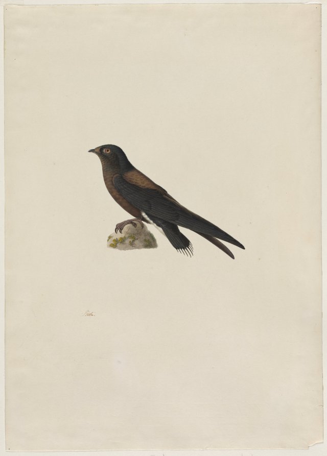 Needle-Tailed Swift Hirundapus caudaculus by Paul Hüet (French, 1803–1869) - Classic Painting canvas print