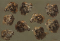 Studies of Ram Heads by  - Classic Art canvas print