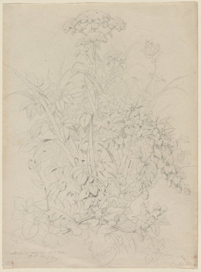 Plant Study by Eugene Bléry (French, 1805–1886) - Classic Painting canvas print