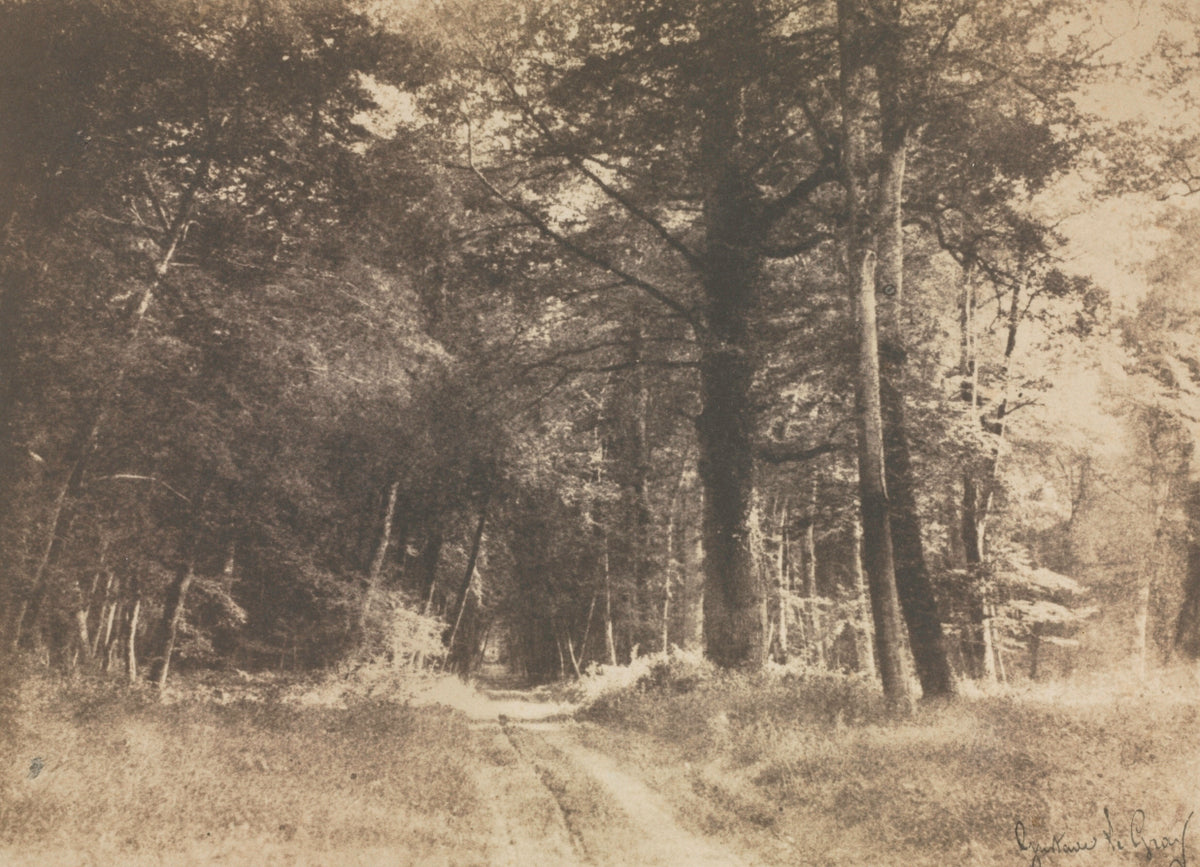 Pathway in the Forest of Fontainebleau by Gustave Le Gray (French, 1820–1884) - Classic Art canvas print