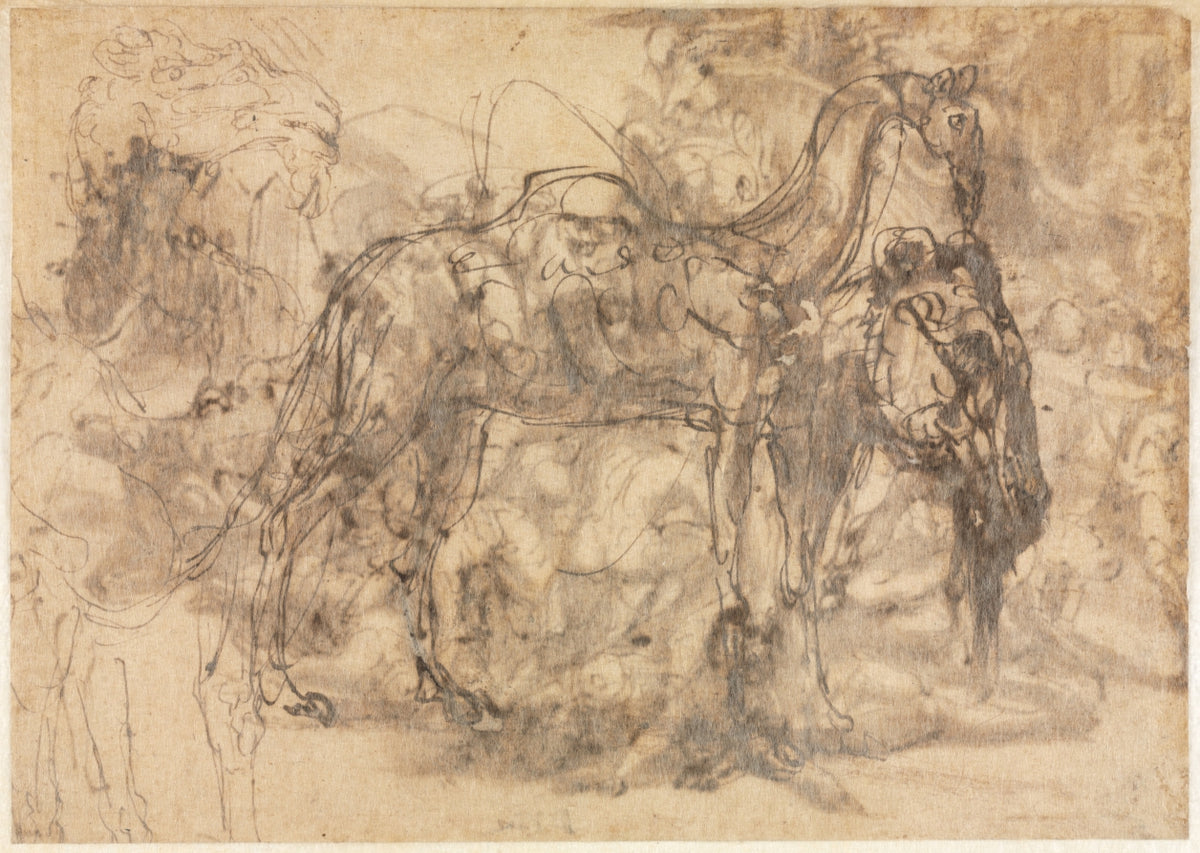 Sketches of Animals verso by Perino del Vaga (Italian, 1501–1547) - Classic Art canvas print