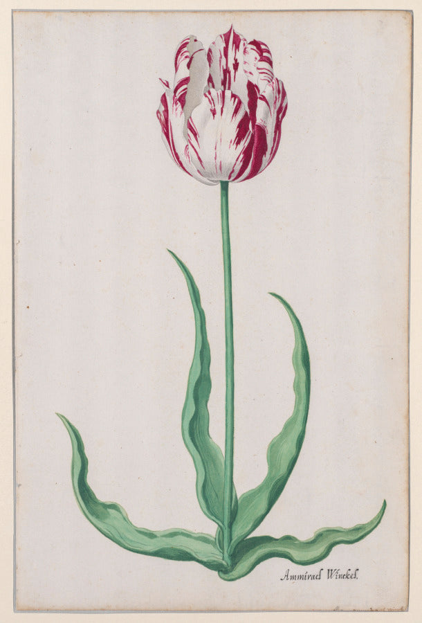 Study of a Tulip Ammirael Winckel by Pieter Holsteyn II (Dutch, c.1612–1673) - Classic Art canvas print