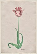 Study of a Tulip Anvaers by Pieter Holsteyn II (Dutch, c.1612–1673) - Classic Art canvas print