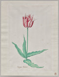 Study of a Tulip Perregoen Machieu by Pieter Holsteyn II (Dutch, c.1612–1673) - Classic Art canvas print