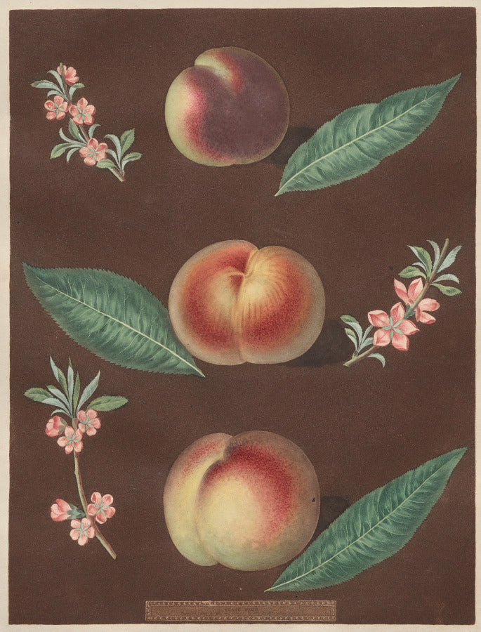 Pomona Britannica No. 33 - Peaches by George Brookshaw (British, 1751–1823) - Classic Art canvas print