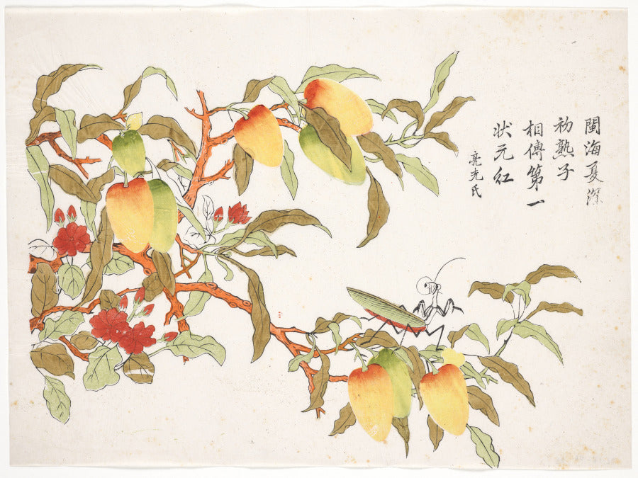 Praying Mantis on a Lychee by  - Classic Painting canvas print