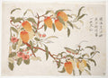 Praying Mantis on a Lychee by  - Classic Painting canvas print