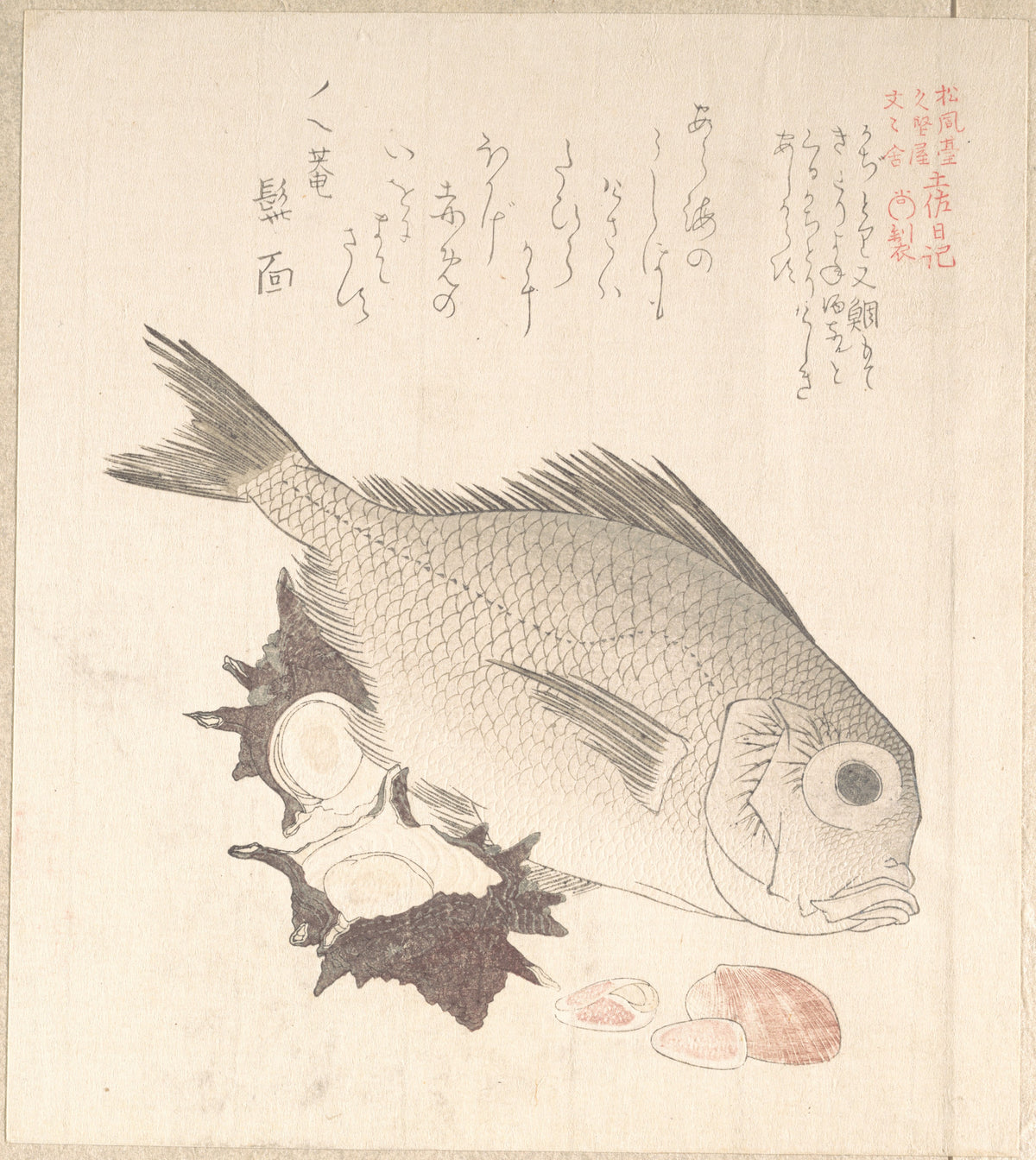 Tai Fish and Top-Shells by Kubo Shunman - Ukiyo-e canvas print