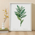 Smilacina stellata Poster by Moryarty - Oil Painting canvas print