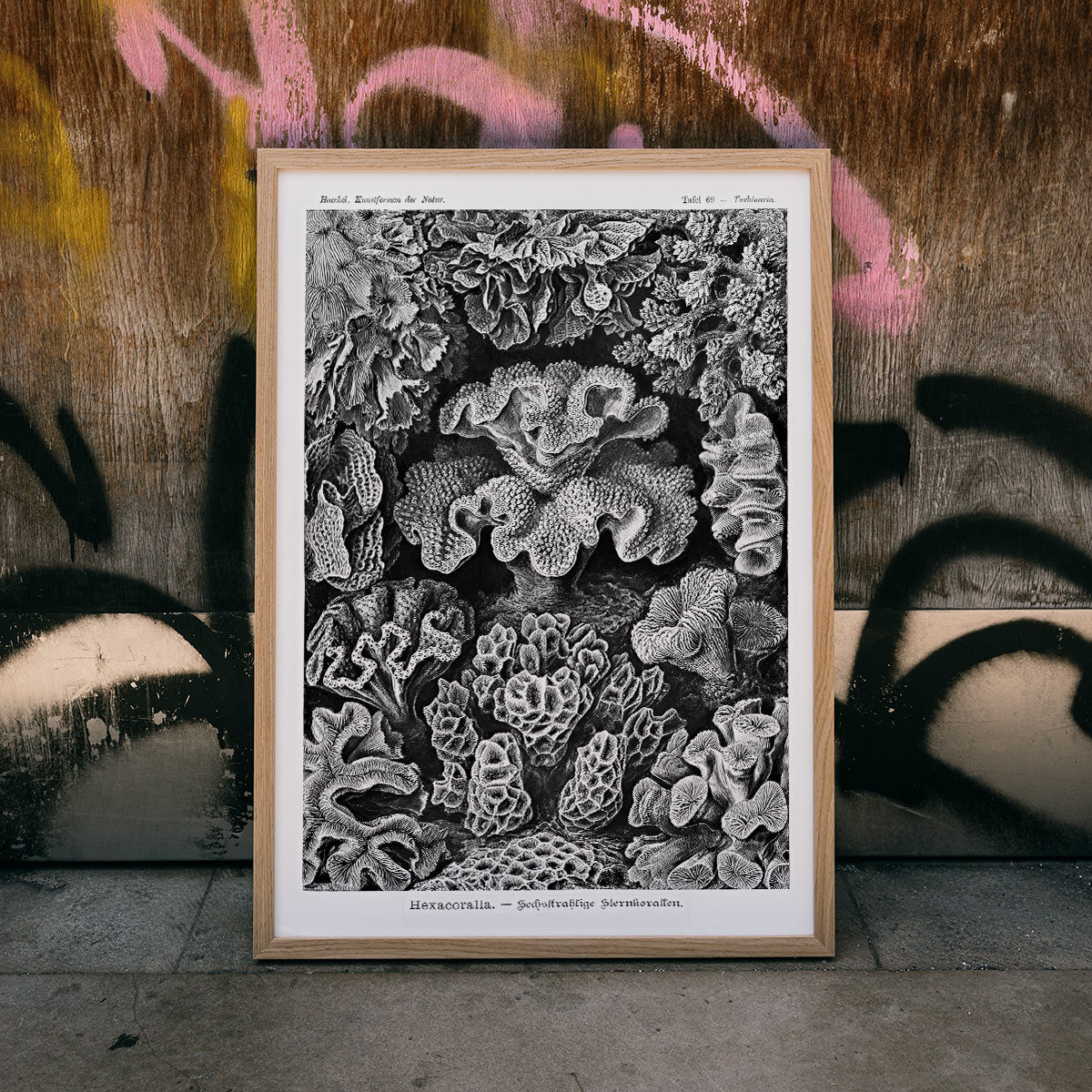 Hexacoralla Poster by Moryarty - Oil Painting canvas print