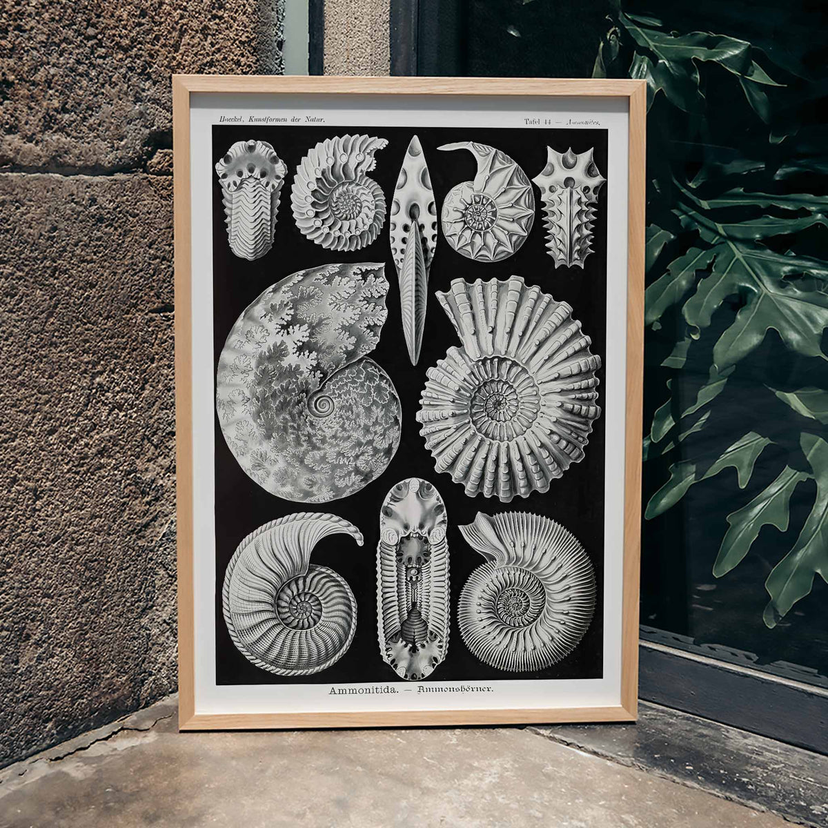 Ammonitida Poster by Moryarty - Oil Painting canvas print