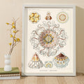 Peromedusae Poster by Moryarty - Oil Painting canvas print
