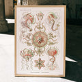 Trachomedusae Poster by Moryarty - Oil Painting canvas print