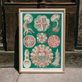 Discomedusae Poster by Moryarty - Oil Painting canvas print