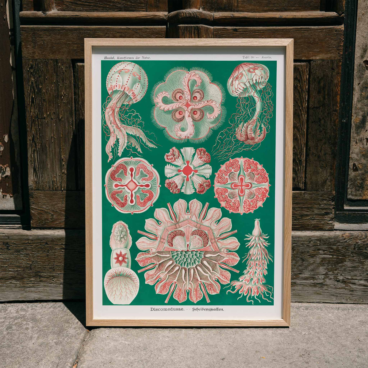 Discomedusae Poster by Moryarty - Oil Painting canvas print