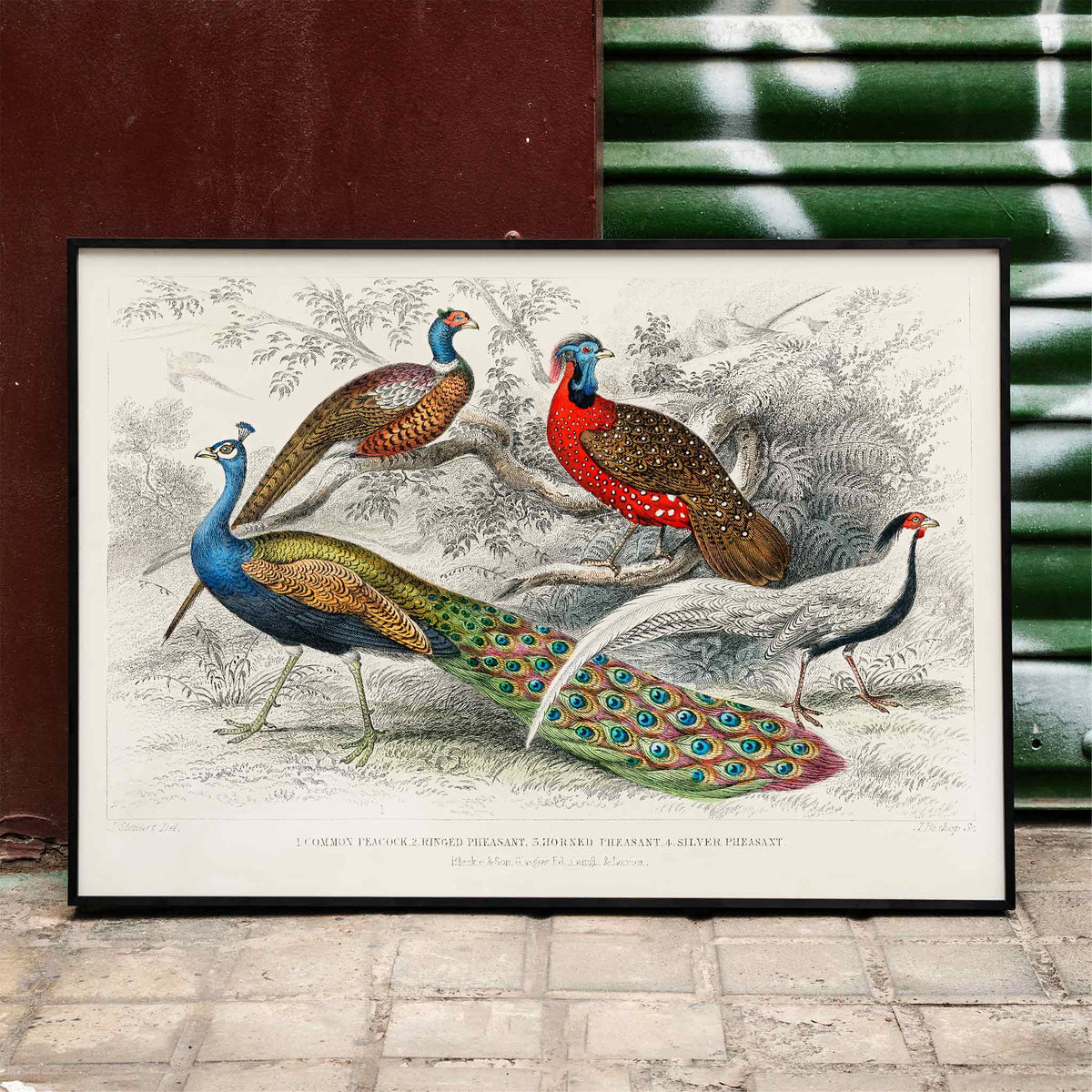 Paon et faisans Poster by Moryarty - Oil Painting canvas print