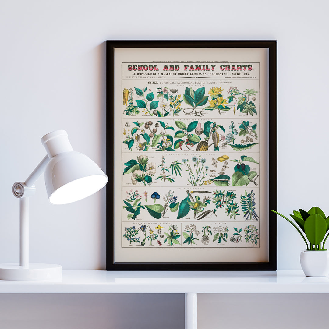 Utilisations conomiques des plantes Poster by Moryarty - Oil Painting canvas print
