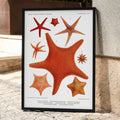 Varits d'toiles de mer 2 Poster by Moryarty - Oil Painting canvas print