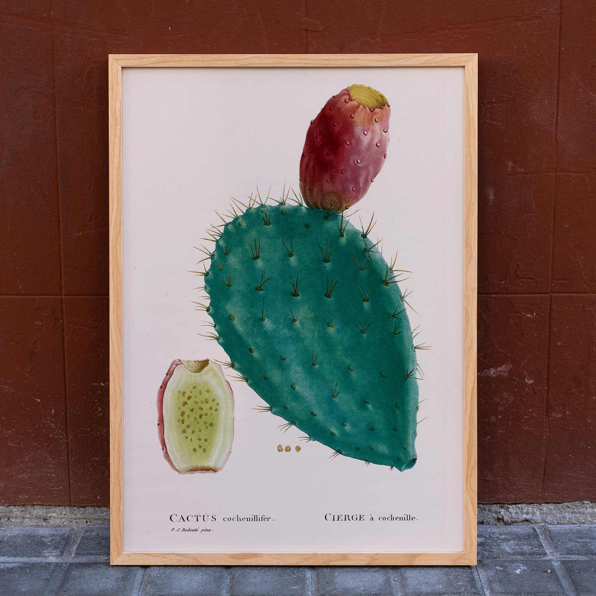 Cactus cochenillifer Poster by Moryarty - Oil Painting canvas print