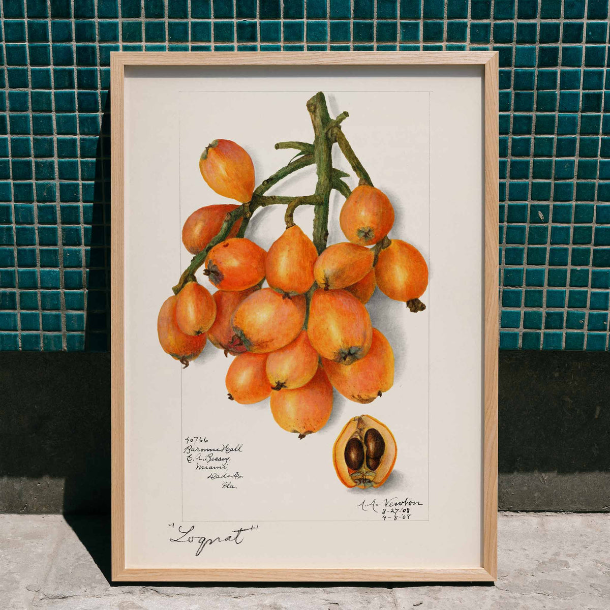 Nfliers Eriobotrya japonica Poster by Moryarty - Oil Painting canvas print