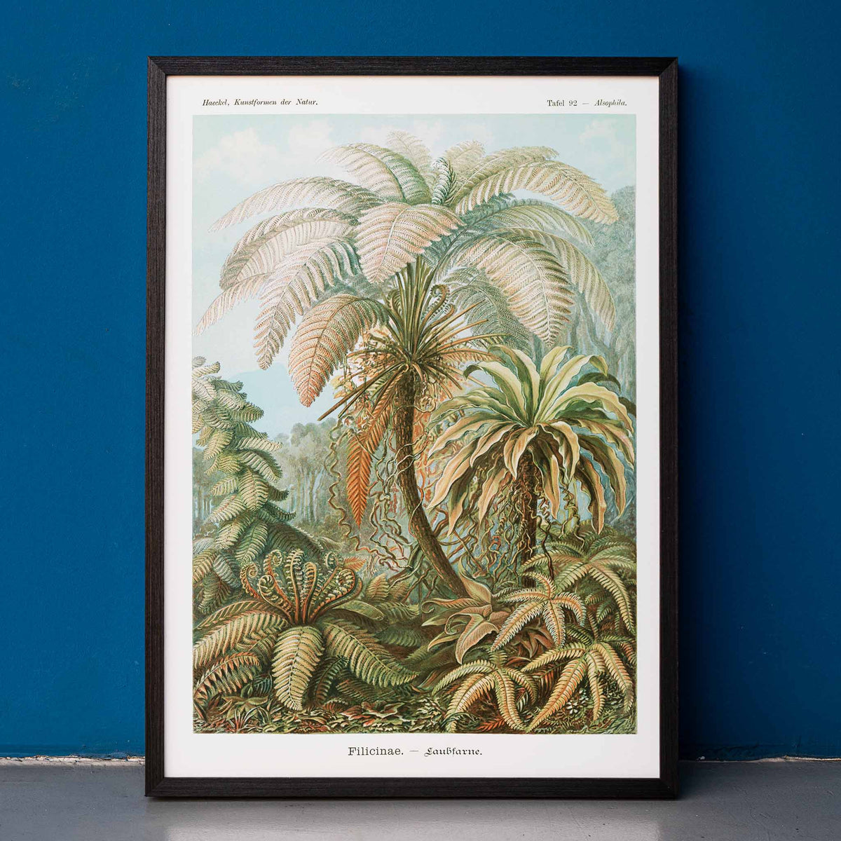 FilicinaeFougres Poster by Moryarty - Oil Painting canvas print