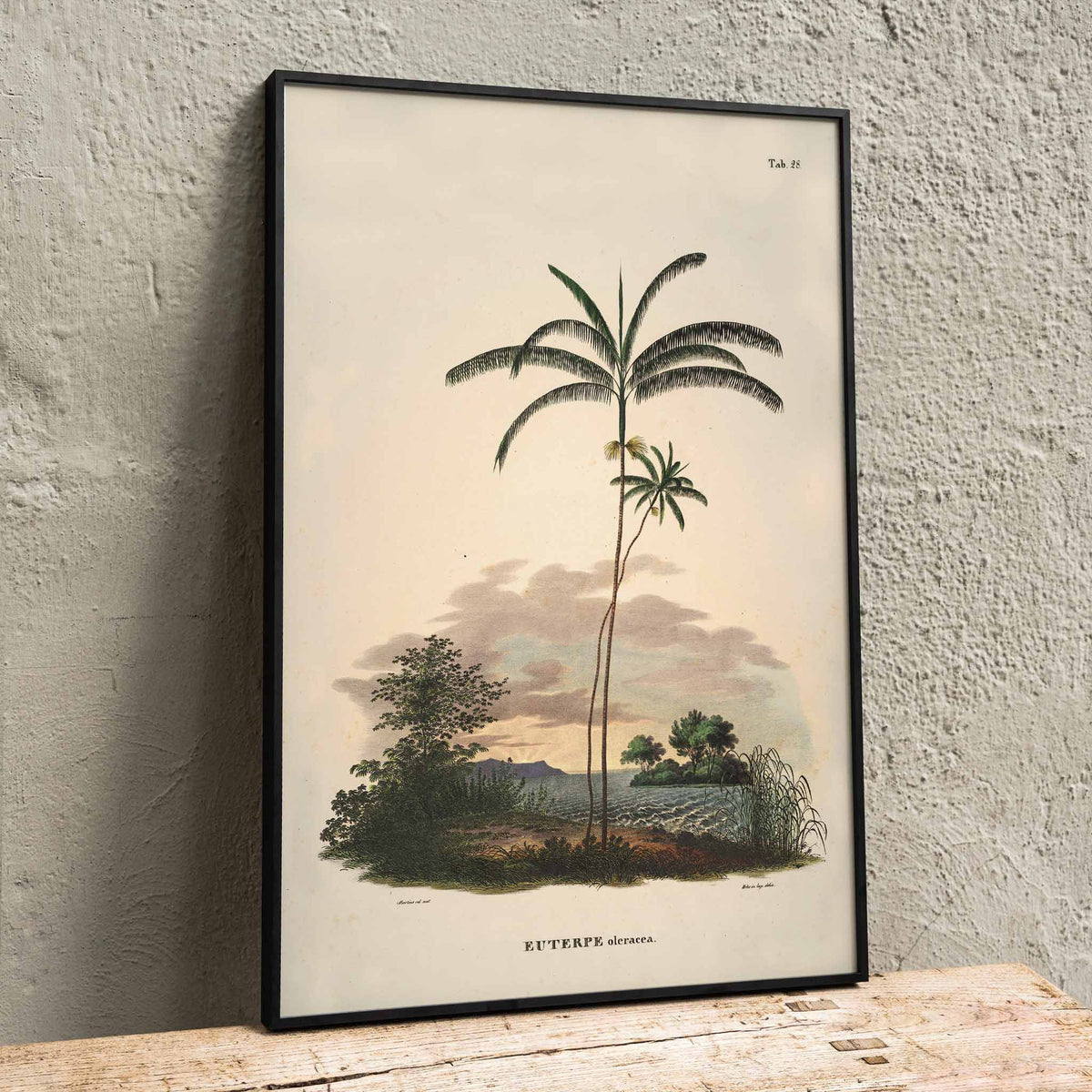 Euterpe oleracea Poster by Moryarty - Oil Painting canvas print