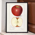 Pomme Malus domestica Poster by Moryarty - Oil Painting canvas print