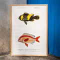 Types de poissons Poster by Moryarty - Oil Painting canvas print