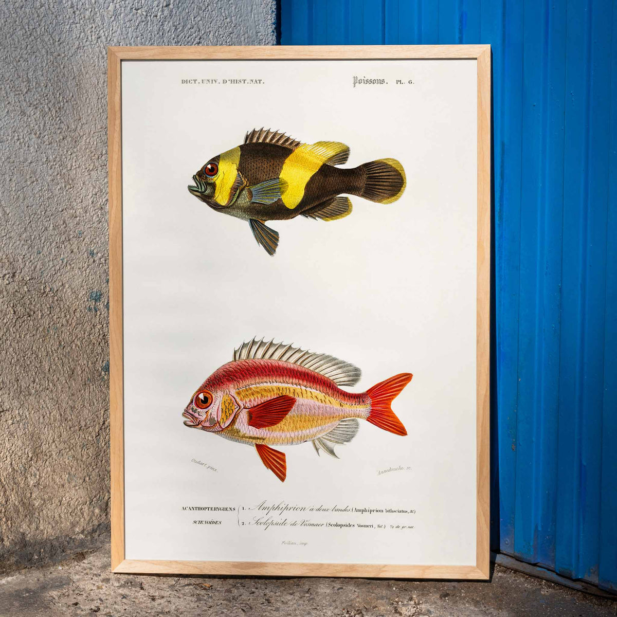 Types de poissons Poster by Moryarty - Oil Painting canvas print