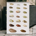 Vingt coquillages tropicaux Poster by Moryarty - Oil Painting canvas print